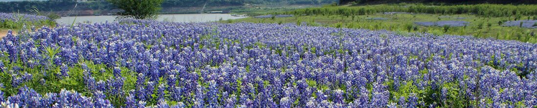 Blue Bonnets