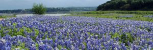 Blue Bonnets