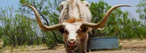 longhorn